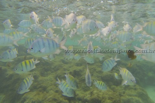 As belezas naturais de Porto de Galinhas