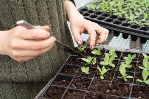 Horta em Apartamento: Confira passo a passo de como fazer a sua!